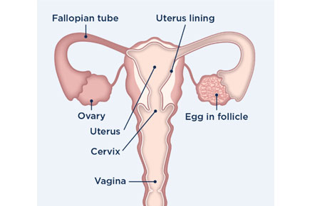 Best Time for Pregnancy best time for pregnancy