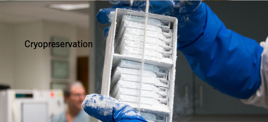 Embryo Freezing Coimbatore embryo freezing coimbatore