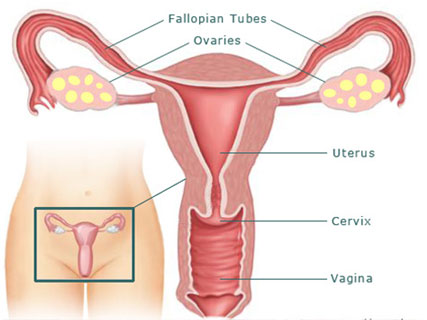 Fallopian Tube Recanalization fallopian tube recanalization cost in india