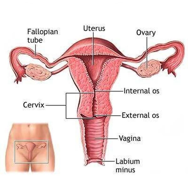 Fallopian Tube Surgery in India fallopian tube surgery cost in india