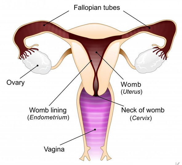 Fallopian Tube Blockage Surgery surgery for fallopian tube blockage