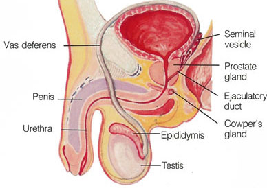 treatment of ejaculatory dysfunction treatment of ejaculatory dysfunction